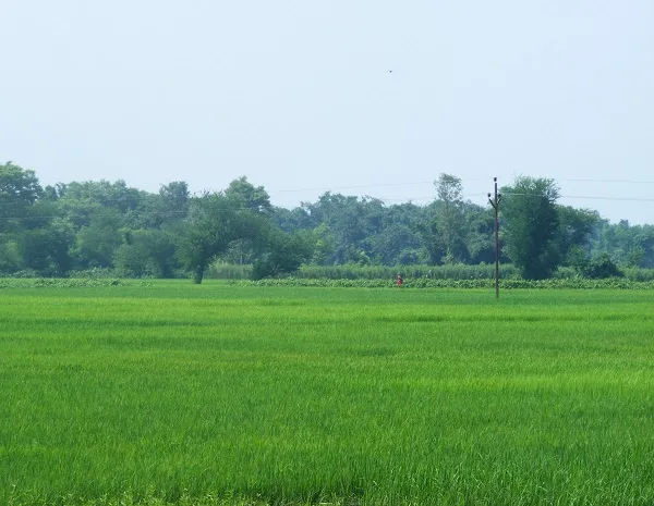 Paddy_field