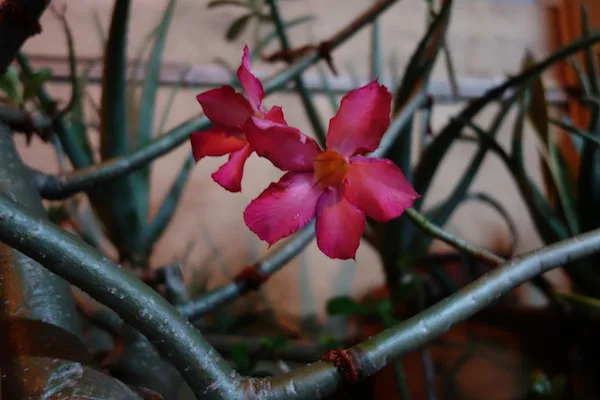 Night Outdoor Macro QX100 copy
