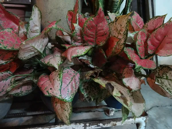 Night Outdoor Plant QX10 copy