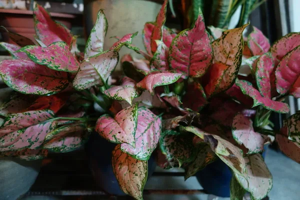 Night Outdoor Plant QX100 copy