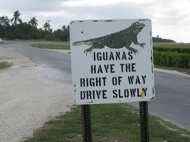 Blue Iguana Right of Way Sign, Cayman Islands