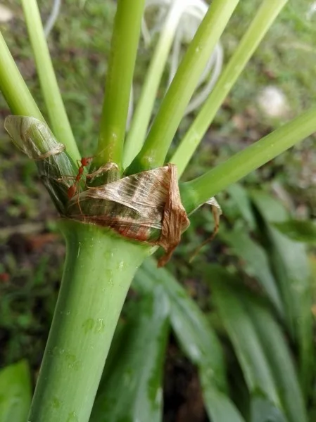 Huawei Honor 6 Camera Sample - Daytime Outdoor 04 - Flash Off