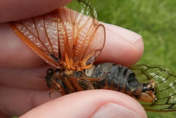PerCicadaMale