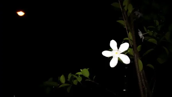 BlackBerry Leap Night Flash