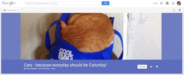 Google Collections Cat