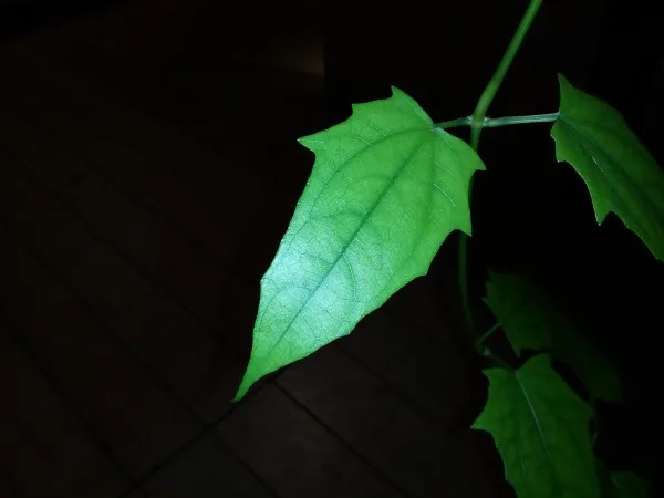Lenovo A7000 Rear Camera Sample 6 - Flash, 4:3 ratio.