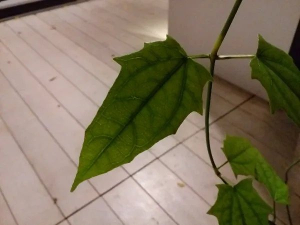Lenovo A7000 Rear Camera Sample 6 - No Flash, 4:3 ratio