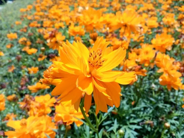 Lenovo A7000 Sample 2 - HDR