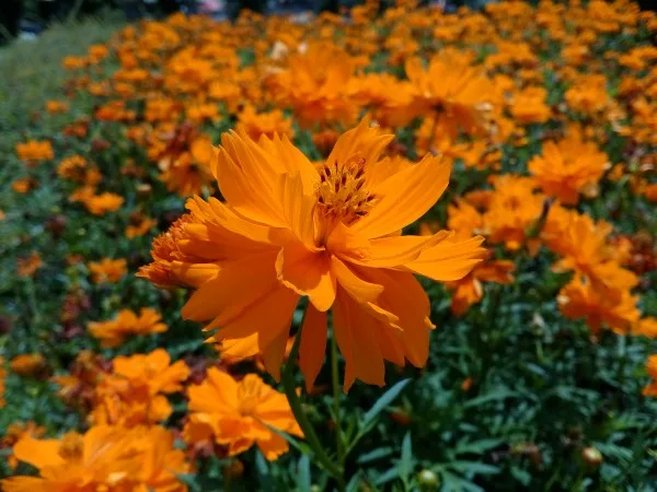 Lenovo A7000 Sample 2 - No HDR