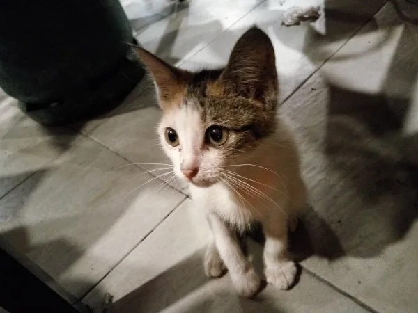 redmi-note-2-camera-sample-1