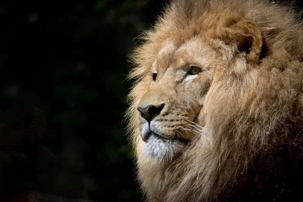 brave