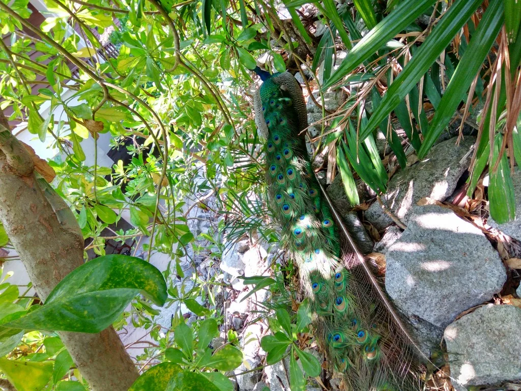 redmi-note-3-camera-sample-3