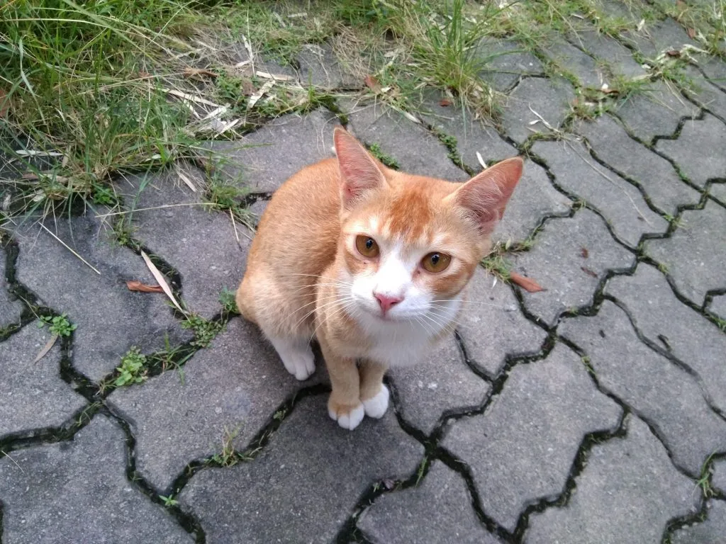 mi-mix-camera-sample-1