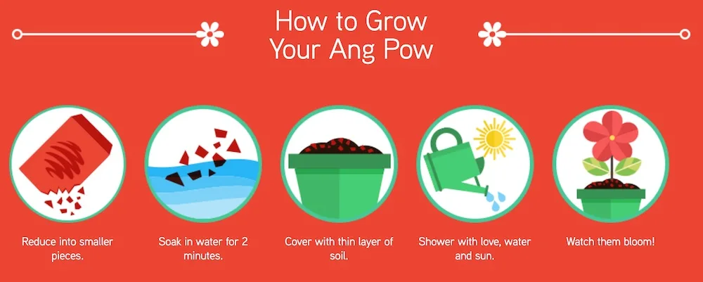 How to grow Maxis Ang Pow