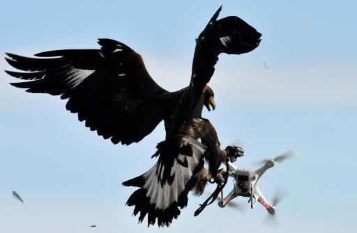 French Military Eagle Attacks Drone