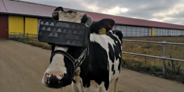 cow vr