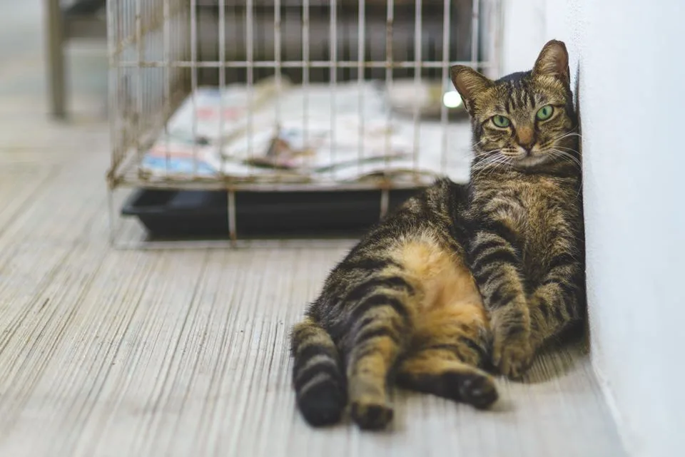 SPCA Facebook