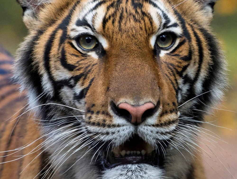 Tiger Reuters