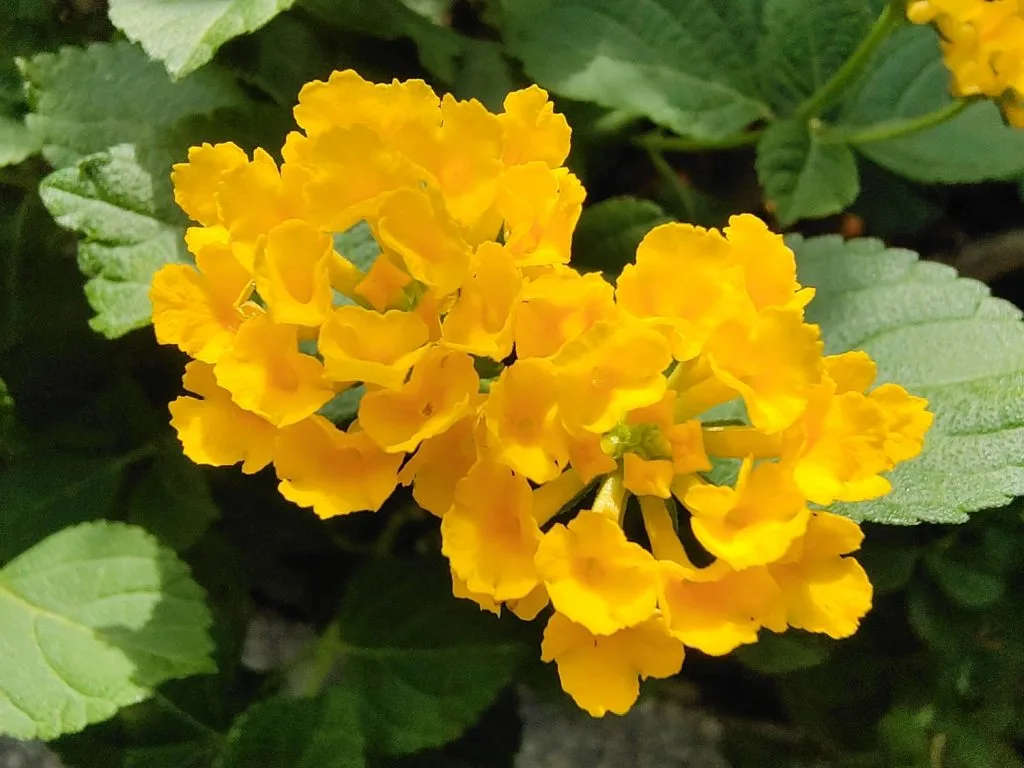 Vivo X50 Pro sample macro 1