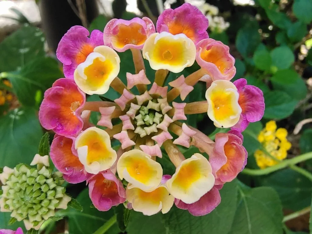 Vivo X50 Pro sample macro 2