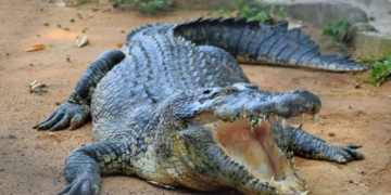 crocodile mcrp fb 01