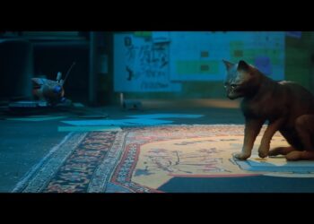 Stray cat with B12