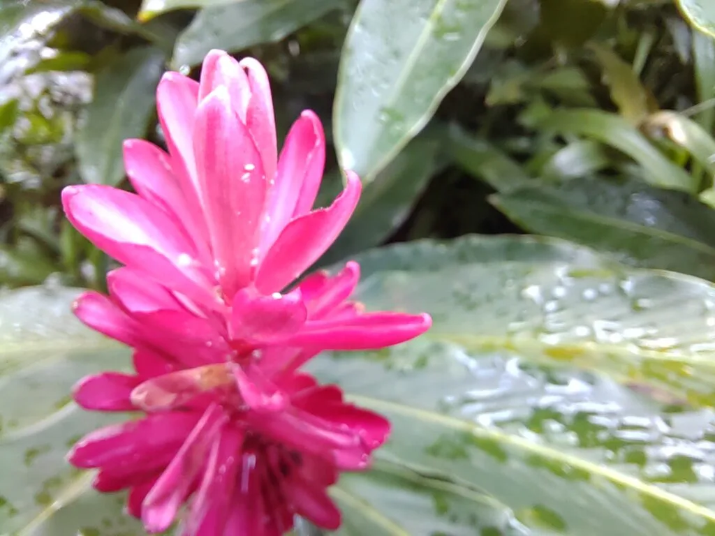 HONOR 50 macro