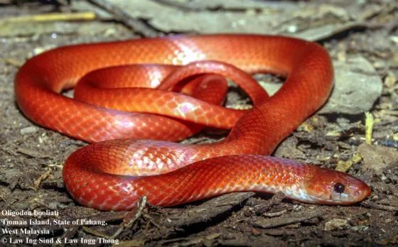 Tioman Kukri snake