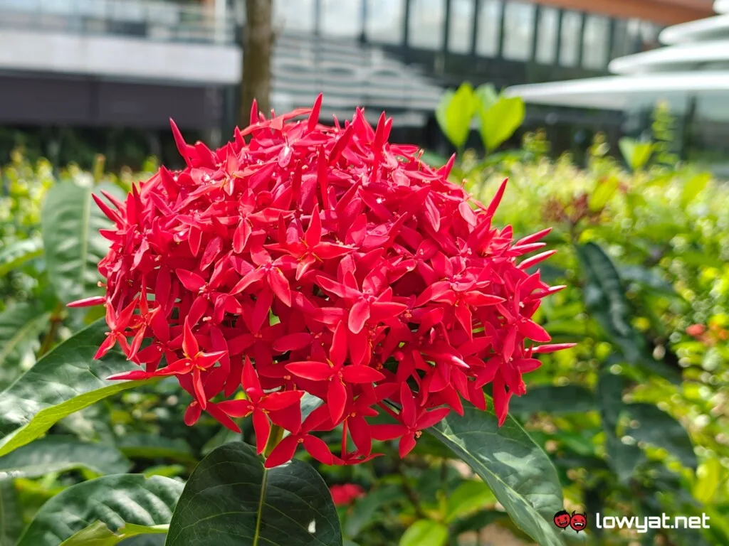 realme GT 6 review