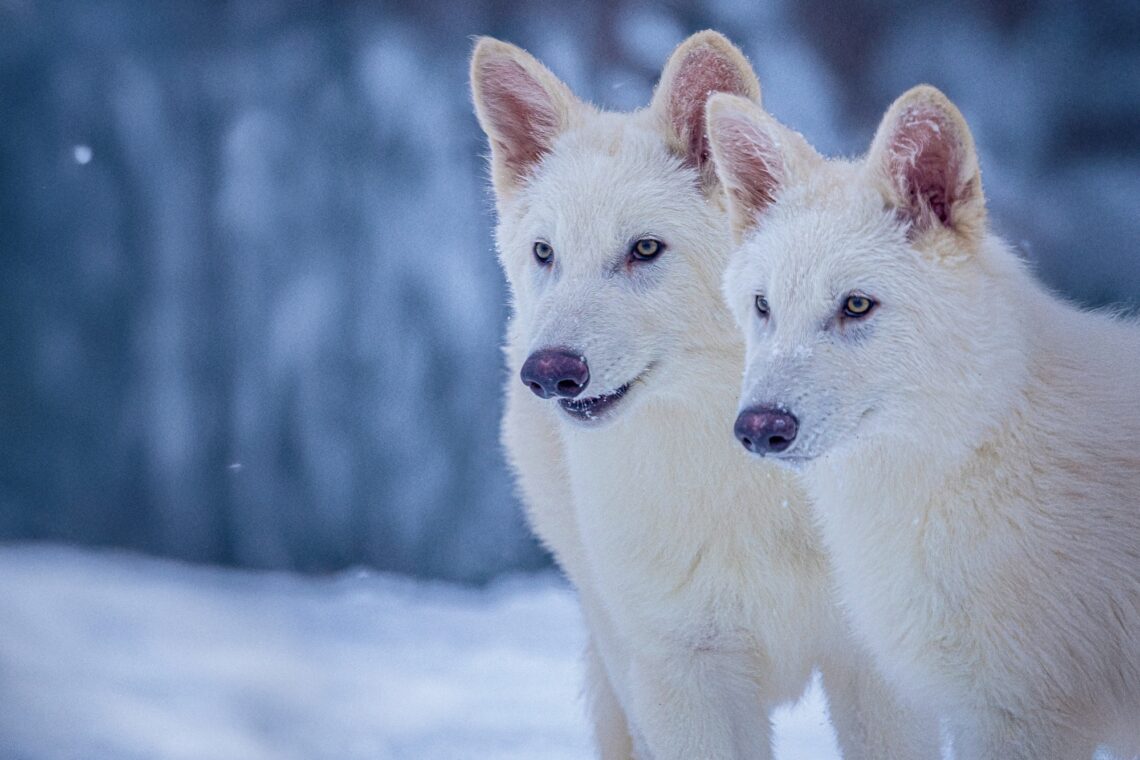 Dire wolves Colossal Biosciences