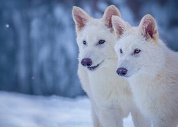 Dire wolves Colossal Biosciences