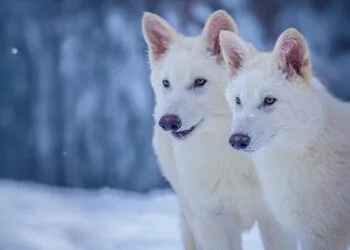 Dire wolves Colossal Biosciences