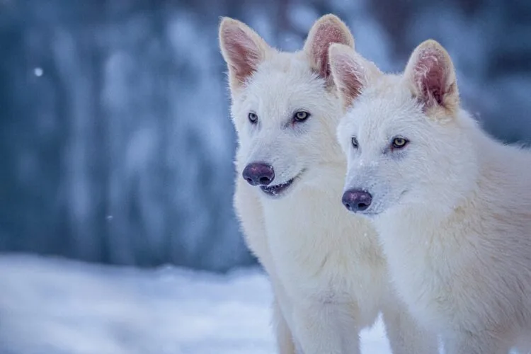 Scientists Claim To Have Brought Back Dire Wolves 1 Dire wolves Colossal Biosciences