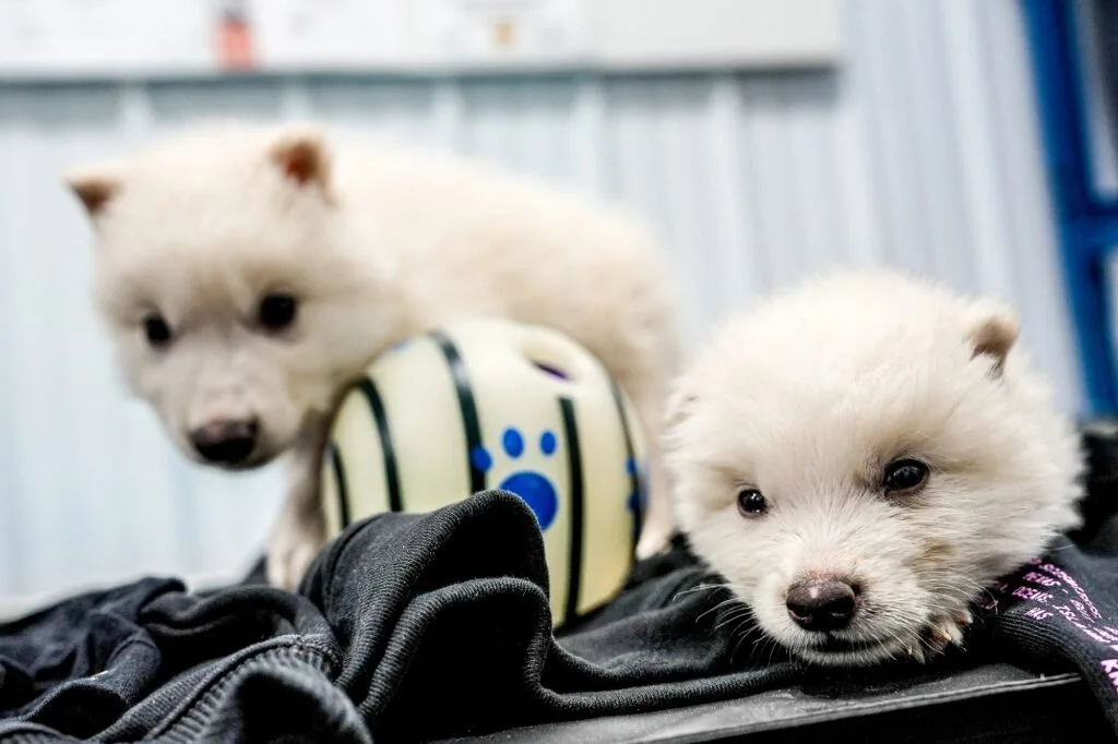 Scientists Claim To Have Brought Back Dire Wolves 2 Dire wolves puppies Colossal Biosciences