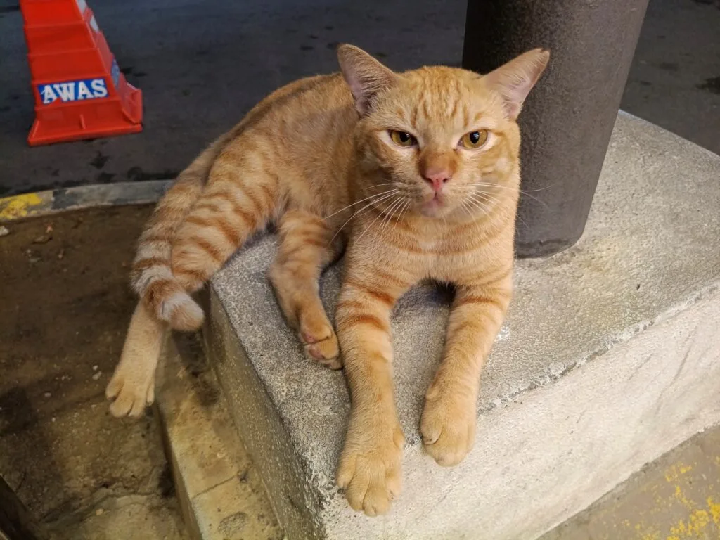 vivo V50 Lite sample image