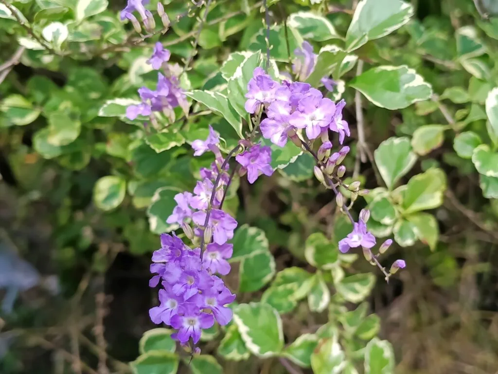 vivo V50 Lite sample image