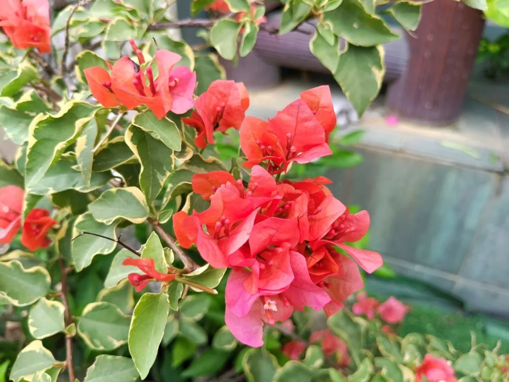vivo V50 Lite sample image
