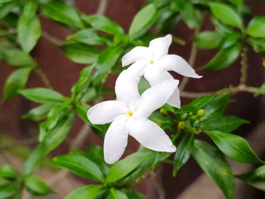 vivo V50 Lite sample image