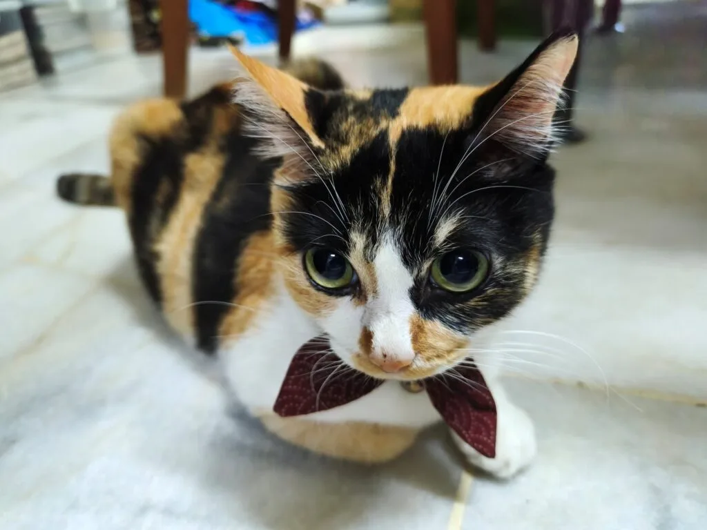 realme GT 7 camera sample
