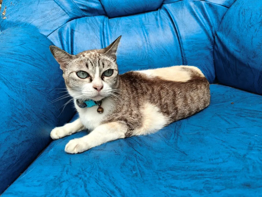 realme GT 7 camera sample