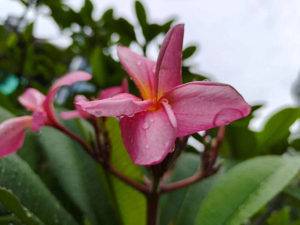 realme GT 7 camera sample