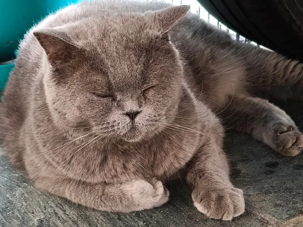 realme GT 7 camera sample