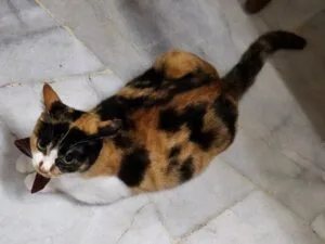 realme gt 7 sample