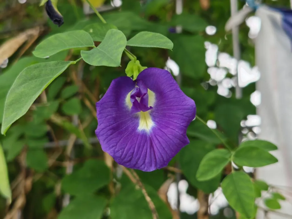 HONOR Magic V5 images