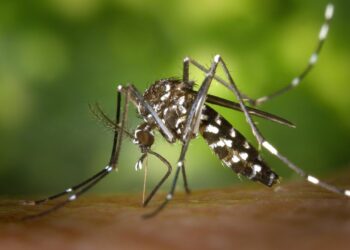 MOH uses AI to combat dengue