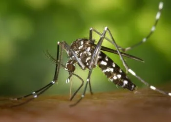 MOH uses AI to combat dengue