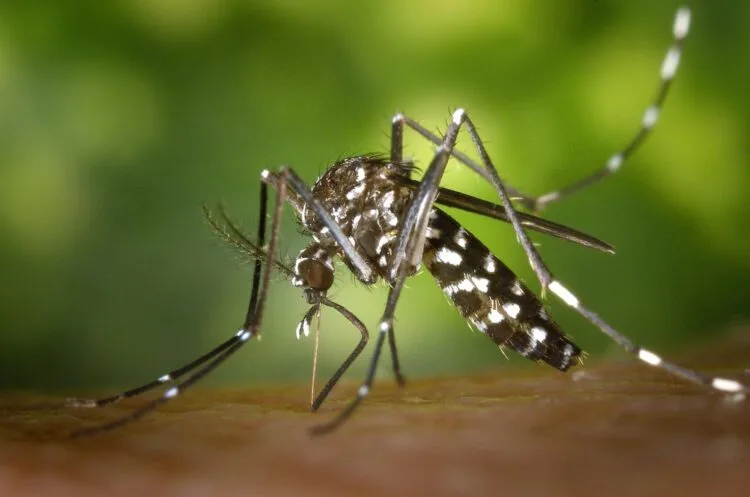 MOH uses AI to combat dengue