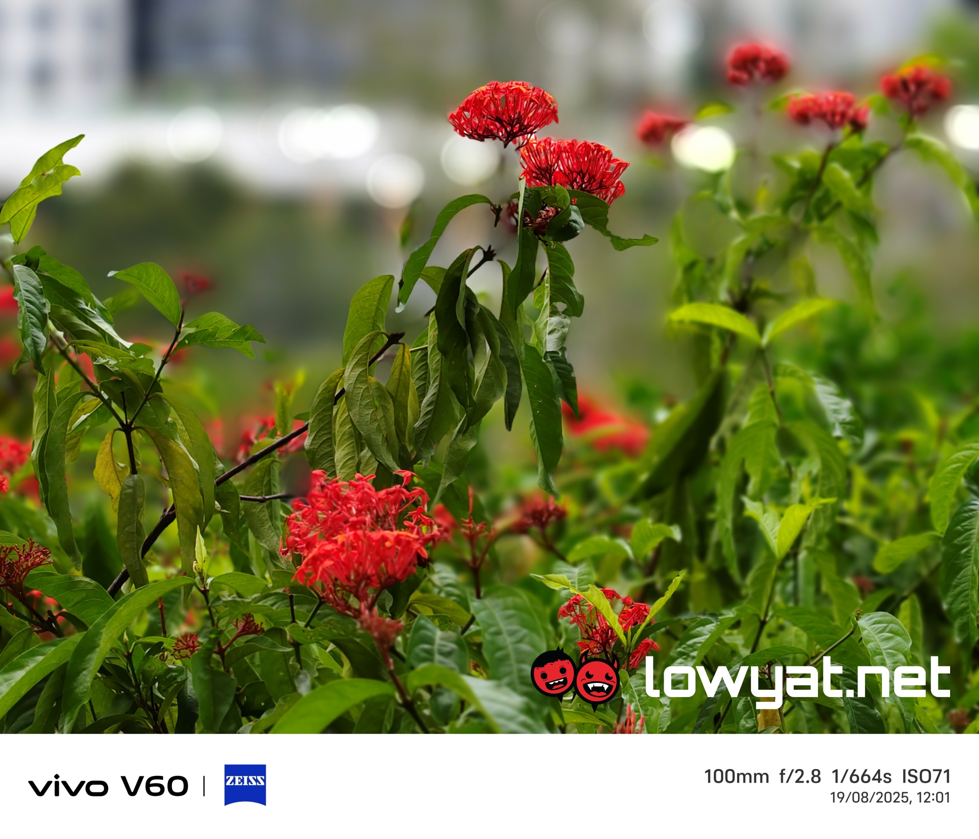 vivo V60 The New Standard Of Professional Portrait Photography 