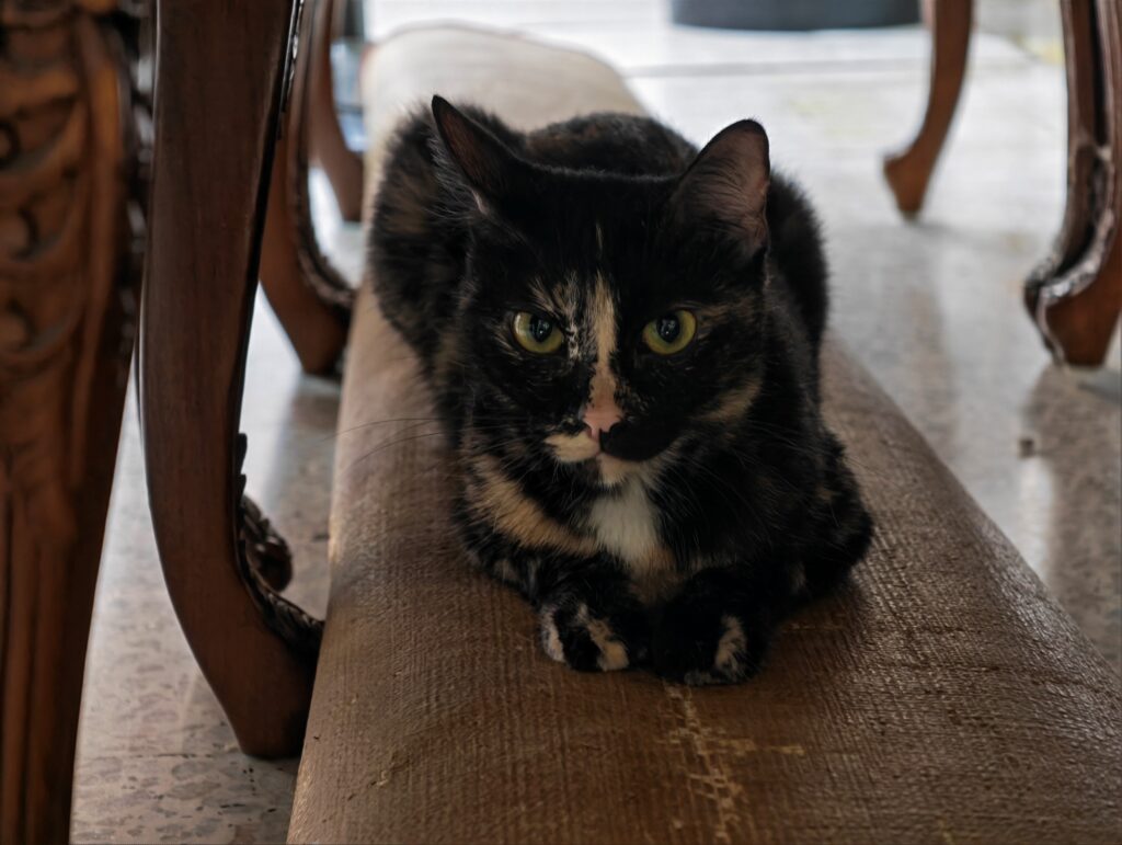 HONOR Magic8 Pro image sample