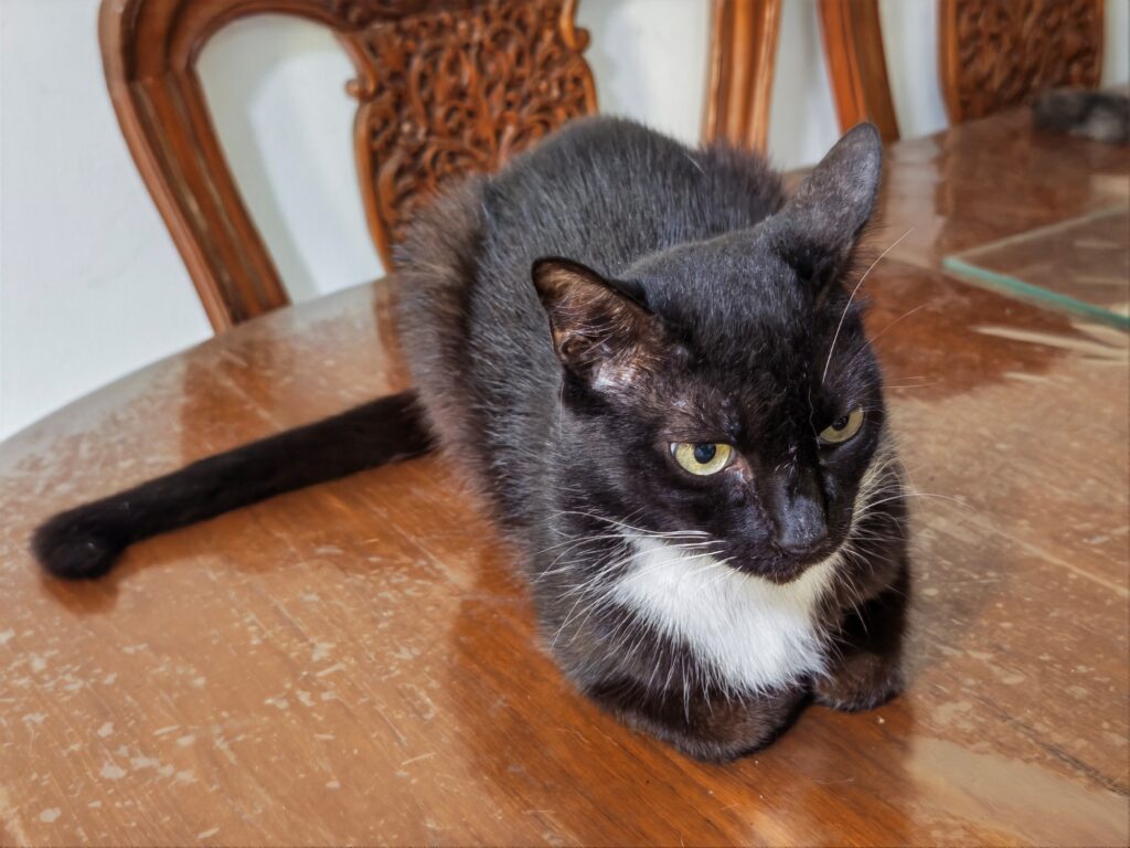 HONOR Magic8 Pro image sample